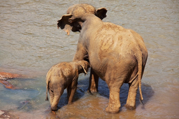 Foto grátis elefantes no sri lanka