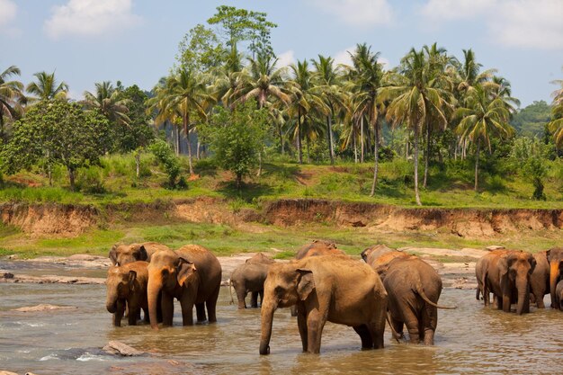 Elefantes no Sri Lanka