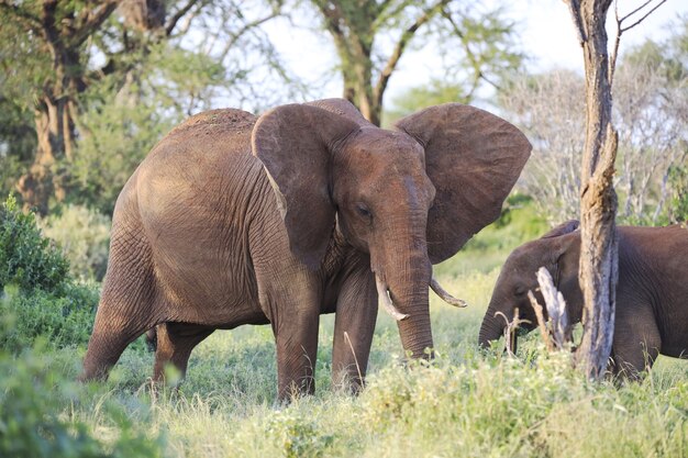 Elefantes próximos um do outro no Parque Nacional Tsavo East, Quênia