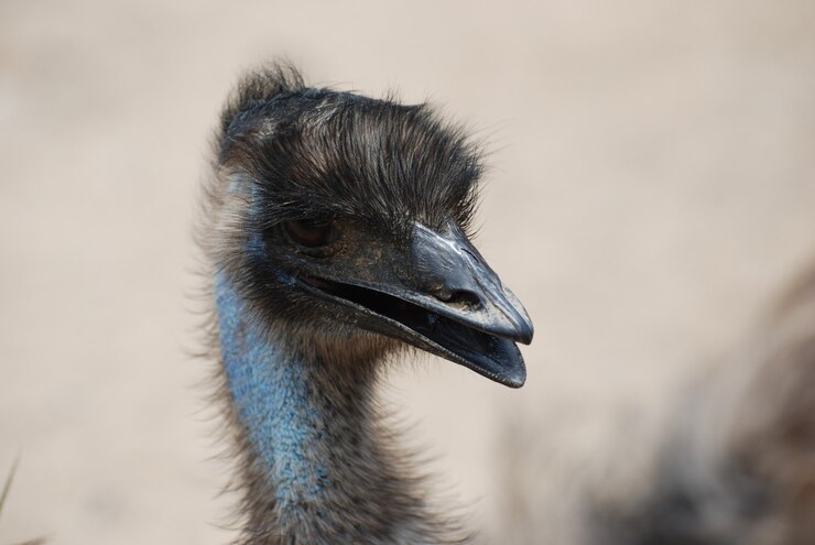 Foto grátis emus são pássaros grandes nativos da austrália