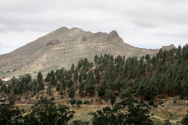 Encosta de montanha arborizada com fundo nublado