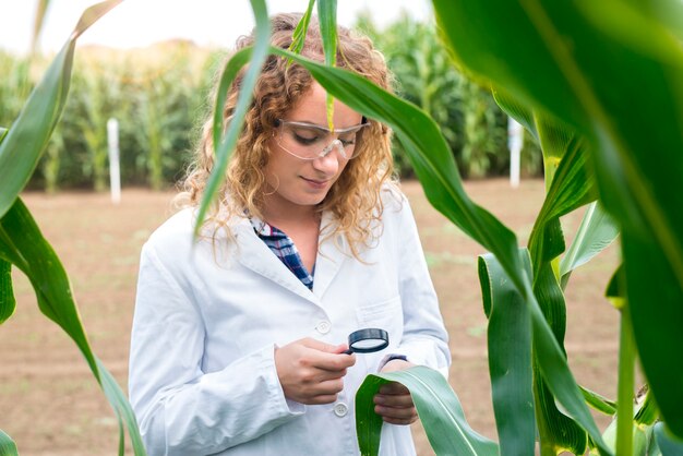 Engenheira agrônoma usando lupa para verificar a qualidade das safras de milho no campo