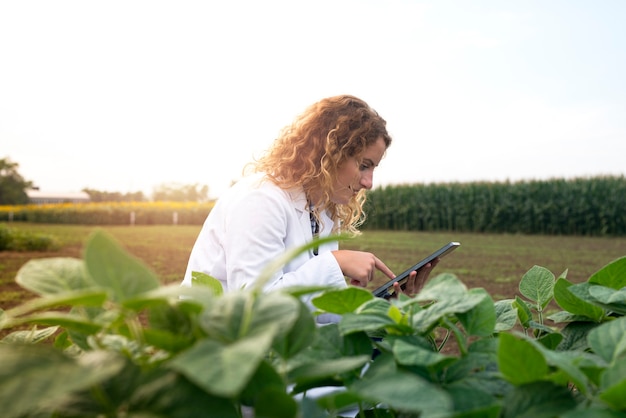 Engenheira agrônoma verificando colheitas no campo com um computador tablet