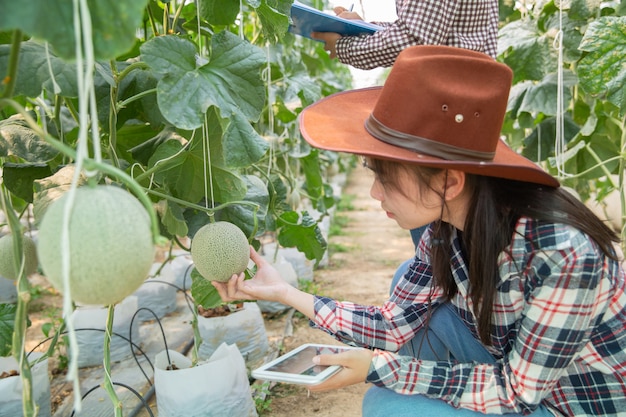 Engenheiro agrícola jovem estudando novo tipo de melão crescendo em estufa