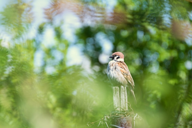 Engraçado pequeno pardal sentado em uma cerca de madeira velha no jardim na primavera