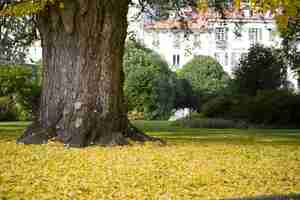 Foto grátis enorme árvore rodeada de folhas amarelas no meio do jardim durante o dia