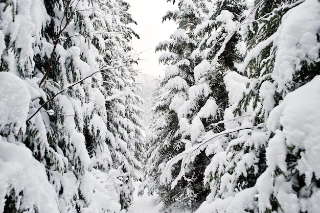 Enorme floresta de pinheiros coberta pela neve Majestosas paisagens de inverno