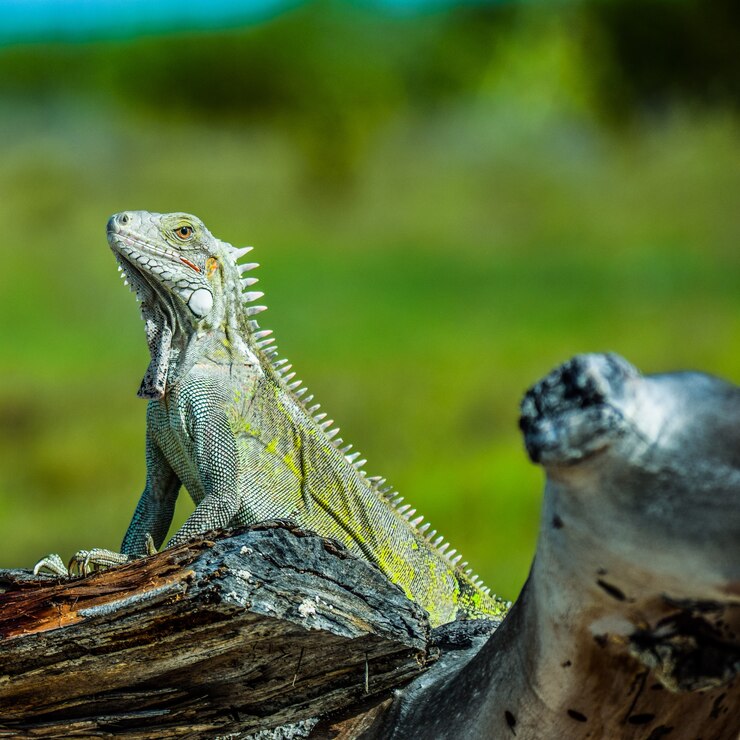 Foto grátis enorme lagarto verde em um tronco em um campo