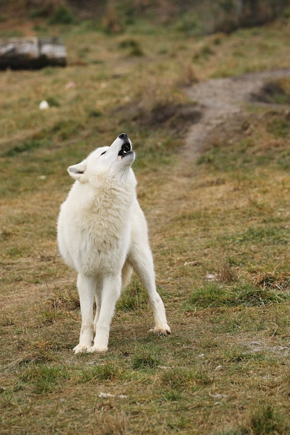 Foto grátis enorme lobo ártico macho muito perto