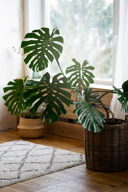 Enorme planta monstro em vaso no quarto