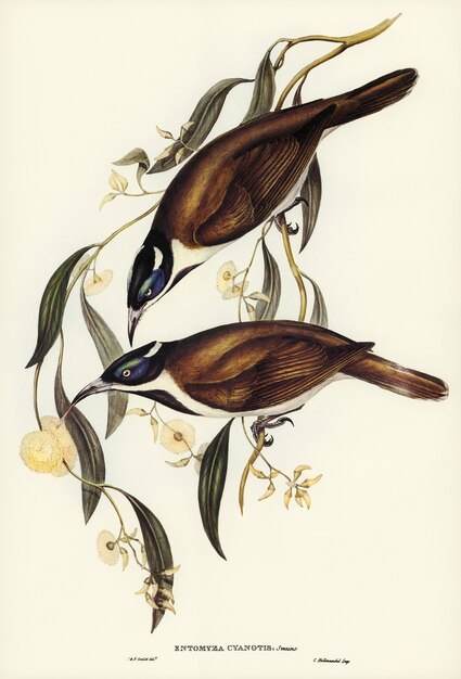 Entomyza de face azul (Entomyza cyanotis) ilustrado por Elizabeth Gould