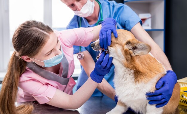 Equipe veterinária examinando dentes e boca de um cachorro corgi doente