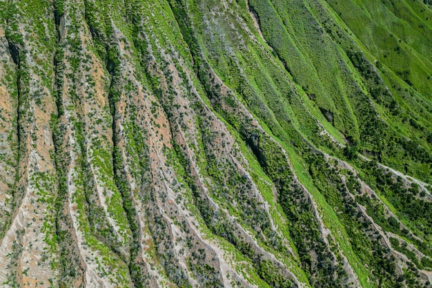 Escada de montanha coberta com plantas