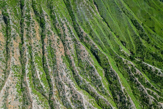 Escada de montanha coberta com plantas