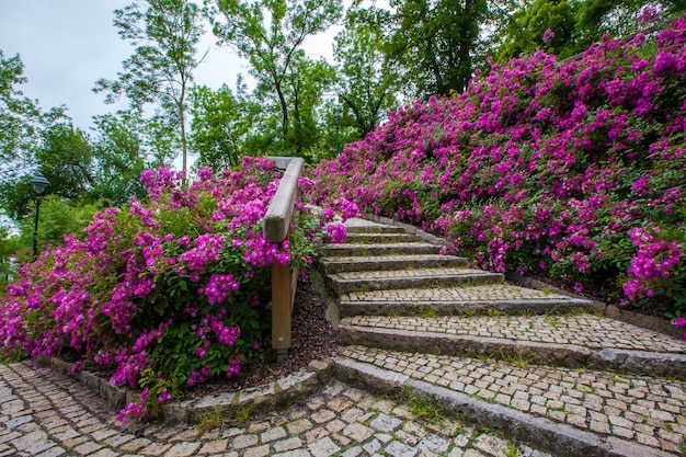 Escadas em um lindo parque