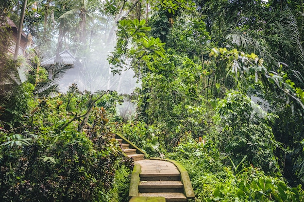 Escadas que levam a um resort no meio de uma floresta