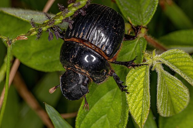 Escaravelho pequeno adulto da subfamília scarabaeinae Foto Premium