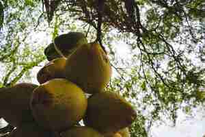 Foto grátis escolheu um monte de cocos pendurados de uma árvore