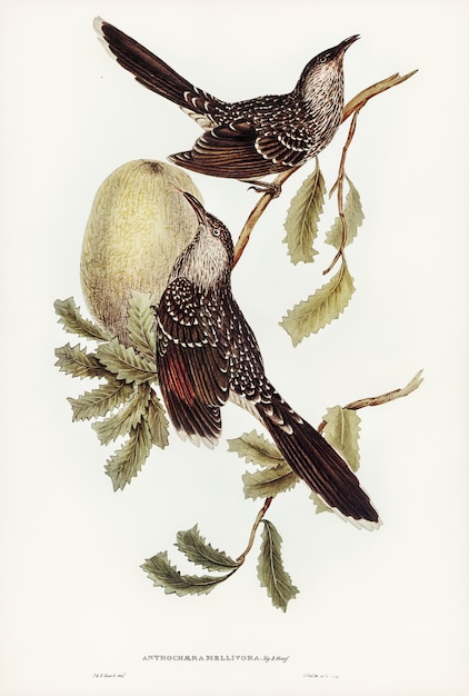 Escova Wattle Bird (Anthochaera mellivora) ilustrada por Elizabeth Gould