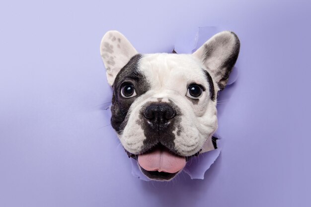 Escutando você. Jovem cão Bulldog Francês está posando. Fofo cachorrinho preto e branco brincalhão ou animal de estimação está brincando e parece feliz isolado no fundo roxo. Conceito de movimento, ação, movimento.