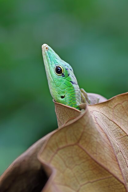 Esmeralda árvore skink em folhas secas réptil closeup