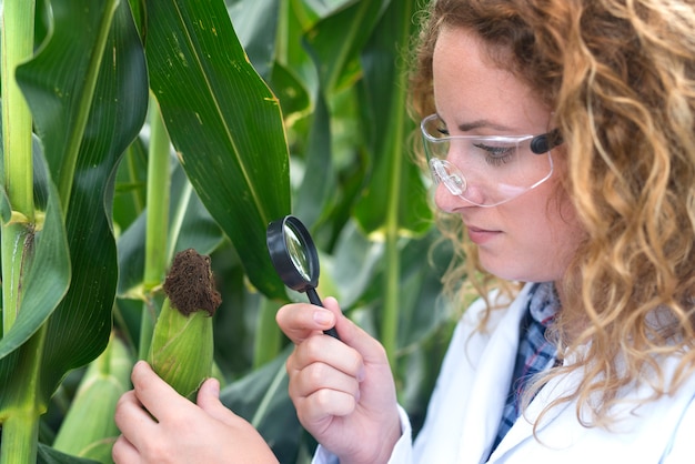 Especialista agrônomo examinando folha de milho em busca de indicador de doença