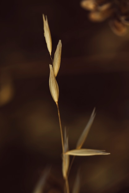 Foto grátis especiaria bonita da grama seca do close-up