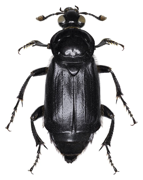 Espécime de besouro Nicrophorus humator