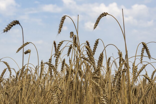 Espigas de trigo maduras estão no contexto do céu azul de verão.