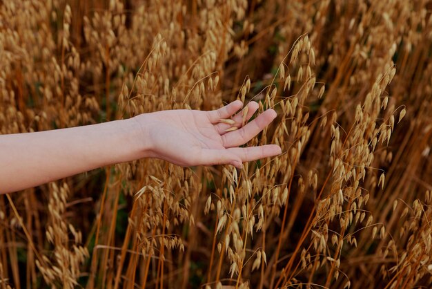 Espiguetas femininas de mão de trigo sol natureza agricultura ar fresco inalterado