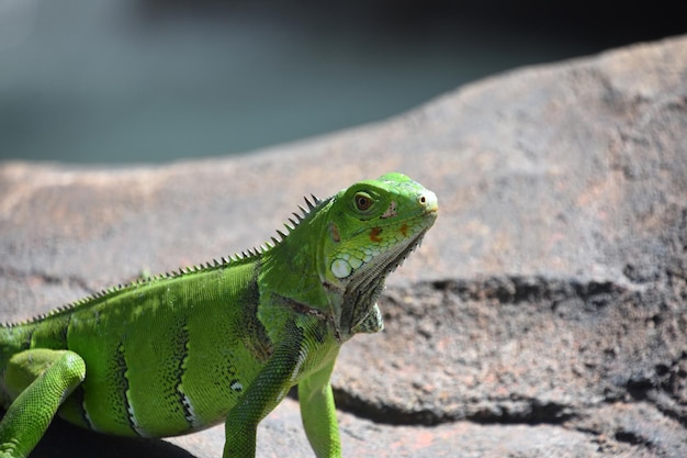 Espinhos afiados nas costas de uma iguana verde ao sol