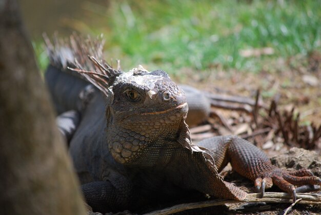 Espinhos ao longo das costas de uma iguana no trópico quente.