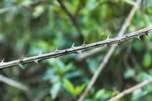 Foto grátis espinhos de bush close-up