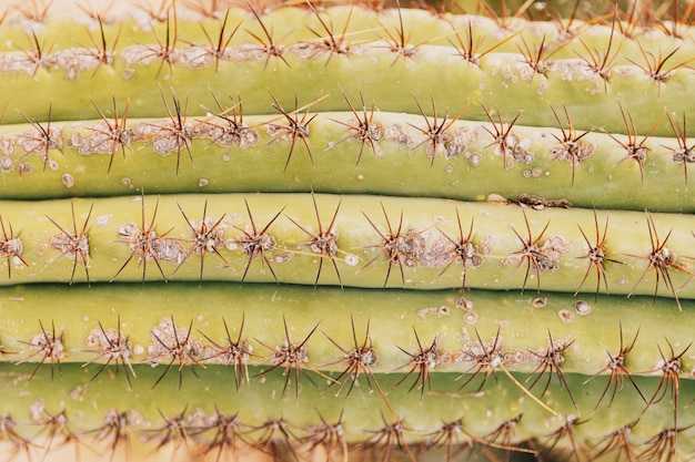 Espinhos em cacto verde