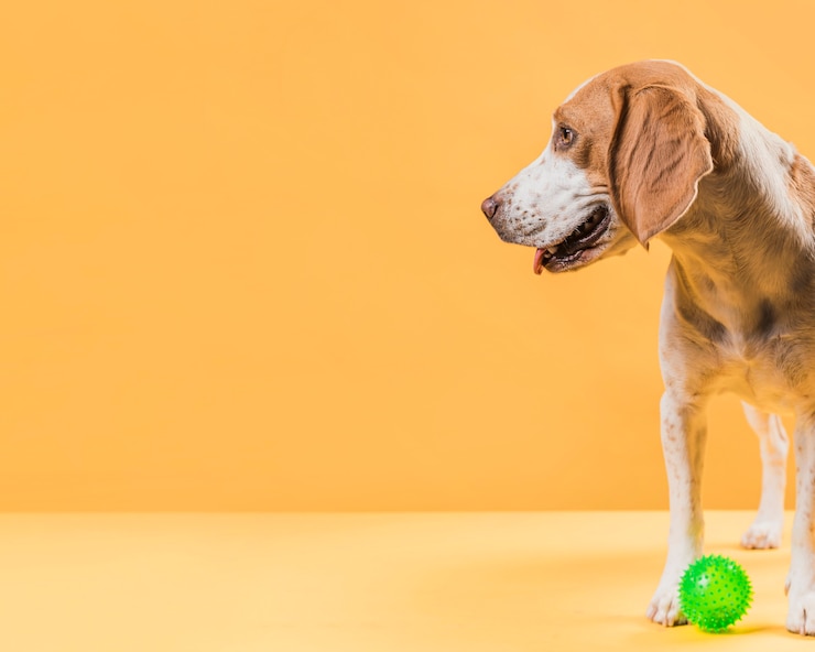 Foto grátis esplêndido cachorro olhando para longe com espaço de cópia
