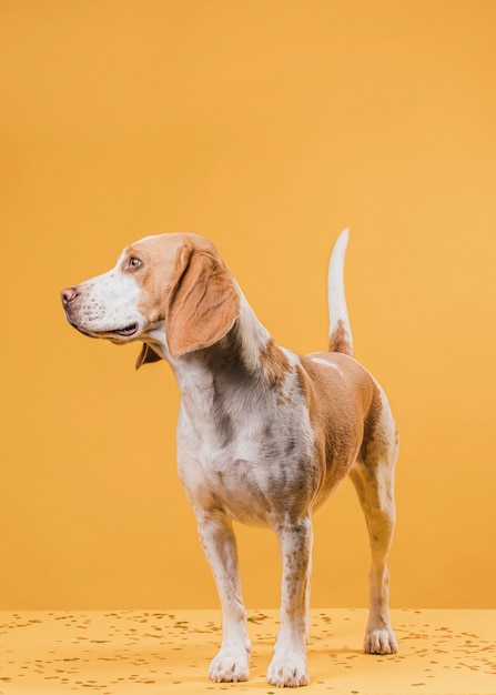 Foto grátis esplêndido cachorro posando na frente de uma parede amarela