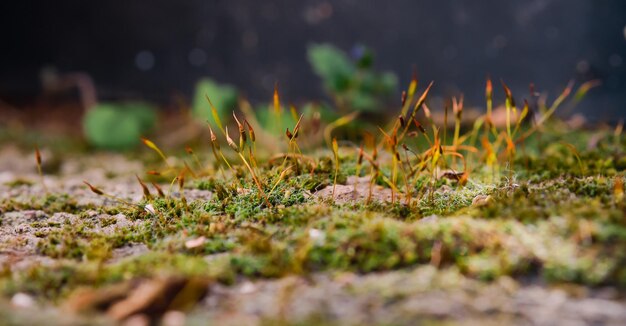 Esporângios de musgo em um pilar de pedra focando seletivamente o cuidado do musgo com a ecologia e o meio ambiente