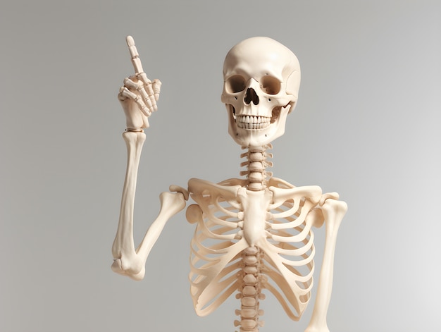 Foto grátis esqueleto em estúdio