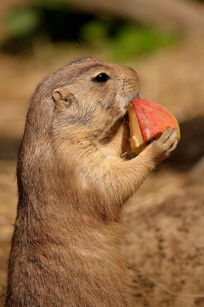 &quot;Esquilo à terra comendo frutas&quot;