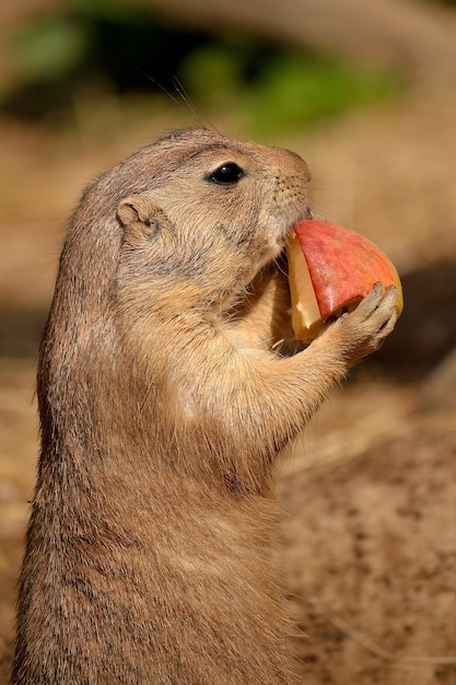 &quot;Esquilo à terra comendo frutas&quot;