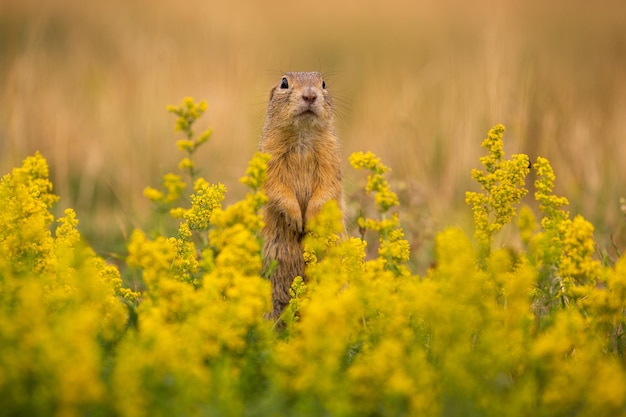 Esquilo à terra comum no prado florescendo. Suslik europeu. Spermophilus citellus. Animal de vida selvagem no habitat natural. Pequeno parque no meio da cidade do rush.