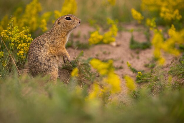 Esquilo à terra comum no prado florescendo. Suslik europeu. Spermophilus citellus. Animal de vida selvagem no habitat natural. Pequeno parque no meio da cidade do rush.