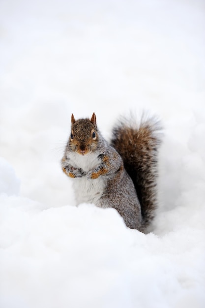Esquilo com neve no inverno