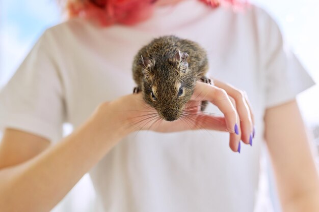 Esquilo degu chileno de roedor de estimação fofo na mão da menina do proprietário.