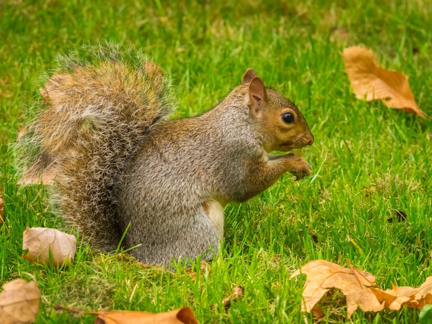 Esquilo fofo brincando com folhas secas de bordo em um parque durante o dia