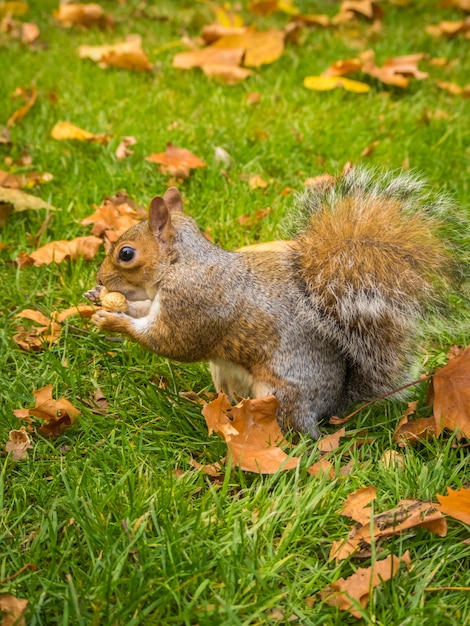 Esquilo fofo brincando com folhas secas de bordo em um parque durante o dia