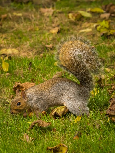 Esquilo fofo brincando com folhas secas de bordo em um parque durante o dia