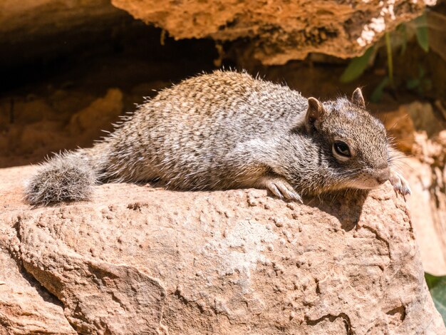 Esquilo fofo em uma rocha em Yosemite, EUA