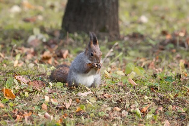 Esquilo sentado em um galho no parque