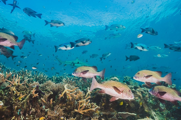 Esta área abriga uma extraordinária biodiversidade marinha